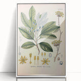 Vintage Botanical Wall Art - Sassafras Officinale Plant Illustration