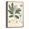 Vintage Botanical Wall Art - Sassafras Officinale Plant Illustration