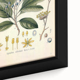 Vintage Botanical Wall Art - Sassafras Officinale Plant Illustration