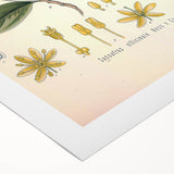 Vintage Botanical Wall Art - Sassafras Officinale Plant Illustration