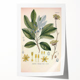 Vintage Botanical Wall Art - Sassafras Officinale Plant Illustration