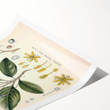 Vintage Botanical Wall Art - Sassafras Officinale Plant Illustration