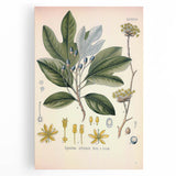 Vintage Botanical Wall Art - Sassafras Officinale Plant Illustration