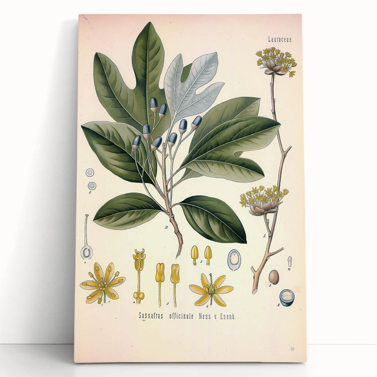 Vintage Botanical Wall Art - Sassafras Officinale Plant Illustration