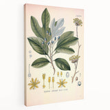 Vintage Botanical Wall Art - Sassafras Officinale Plant Illustration