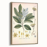 Vintage Botanical Wall Art - Sassafras Officinale Plant Illustration