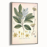 Vintage Botanical Wall Art - Sassafras Officinale Plant Illustration