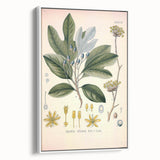 Vintage Botanical Wall Art - Sassafras Officinale Plant Illustration