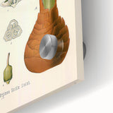 Vintage Botanical Illustration of Urginea Scilla Art Print