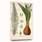 Vintage Botanical Illustration of Urginea Scilla Art Print