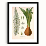 Vintage Botanical Illustration of Urginea Scilla Art Print