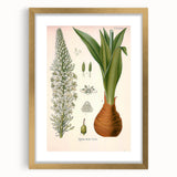 Vintage Botanical Illustration of Urginea Scilla Art Print