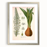 Vintage Botanical Illustration of Urginea Scilla Art Print