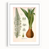Vintage Botanical Illustration of Urginea Scilla Art Print