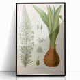 Vintage Botanical Illustration of Urginea Scilla Art Print