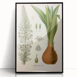 Vintage Botanical Illustration of Urginea Scilla Art Print