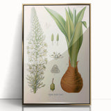 Vintage Botanical Illustration of Urginea Scilla Art Print