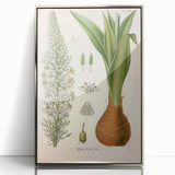 Vintage Botanical Illustration of Urginea Scilla Art Print