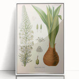 Vintage Botanical Illustration of Urginea Scilla Art Print