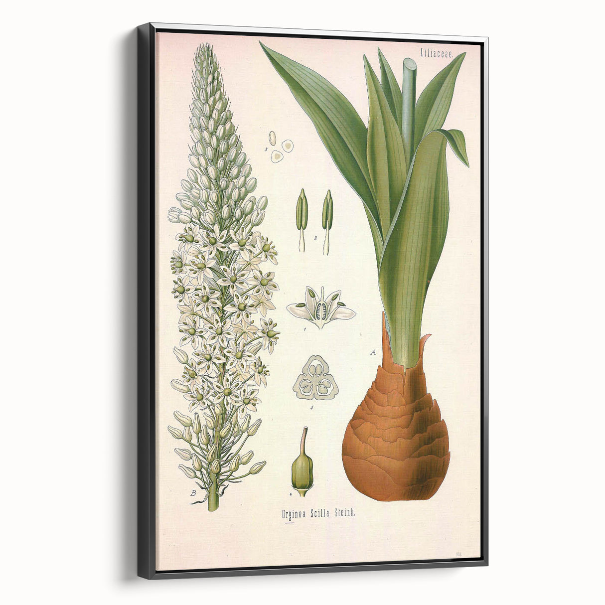 Vintage Botanical Illustration of Urginea Scilla Art Print
