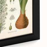 Vintage Botanical Illustration of Urginea Scilla Art Print