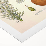 Vintage Botanical Illustration of Urginea Scilla Art Print