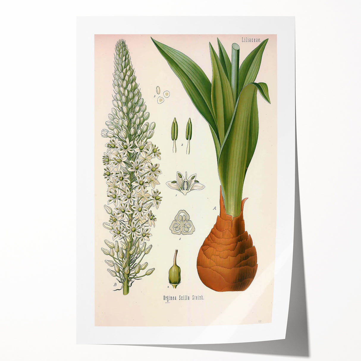 Vintage Botanical Illustration of Urginea Scilla Art Print