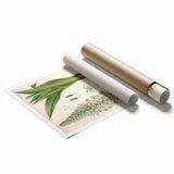 Vintage Botanical Illustration of Urginea Scilla Art Print