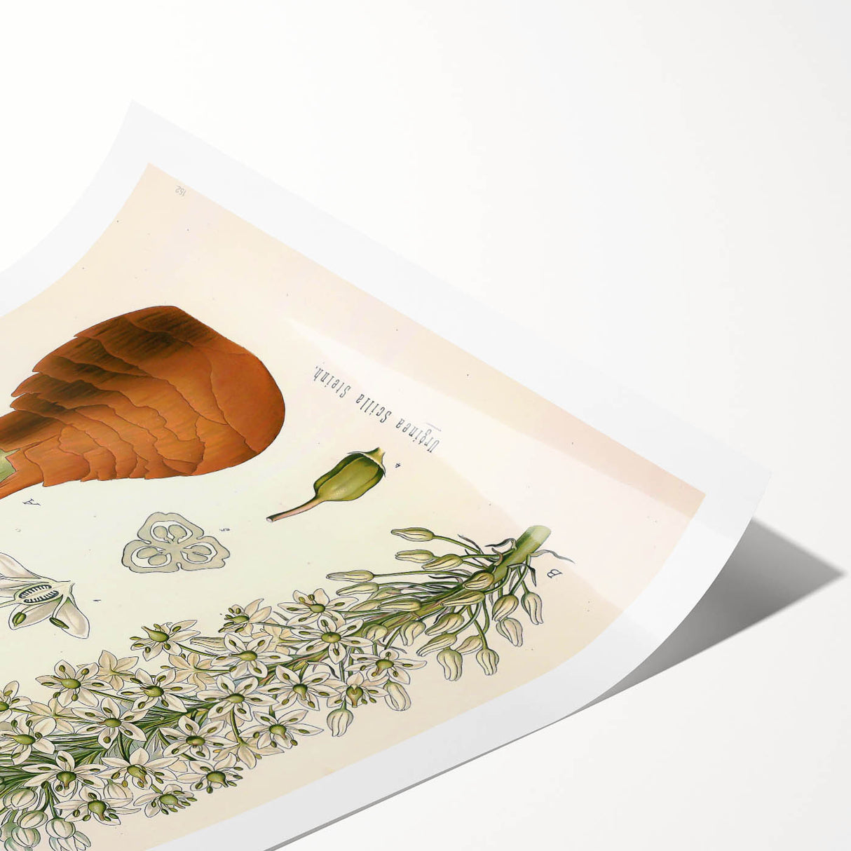 Vintage Botanical Illustration of Urginea Scilla Art Print