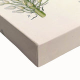 Vintage Botanical Illustration of Urginea Scilla Art Print