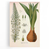 Vintage Botanical Illustration of Urginea Scilla Art Print