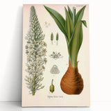 Vintage Botanical Illustration of Urginea Scilla Art Print