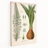 Vintage Botanical Illustration of Urginea Scilla Art Print