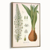 Vintage Botanical Illustration of Urginea Scilla Art Print