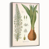 Vintage Botanical Illustration of Urginea Scilla Art Print