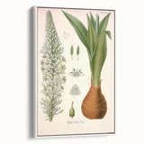 Vintage Botanical Illustration of Urginea Scilla Art Print