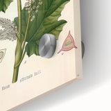 Vintage Botanical Illustration of Rheum officinale Art Print