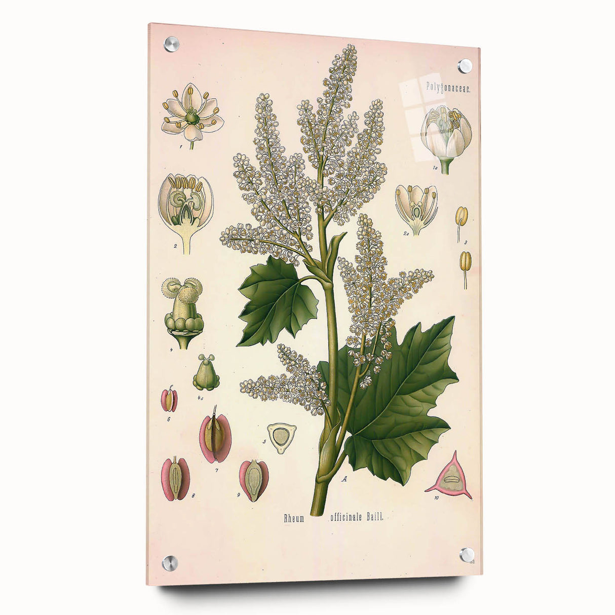 Vintage Botanical Illustration of Rheum officinale Art Print