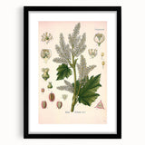 Vintage Botanical Illustration of Rheum officinale Art Print