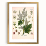 Vintage Botanical Illustration of Rheum officinale Art Print