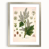 Vintage Botanical Illustration of Rheum officinale Art Print