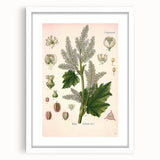 Vintage Botanical Illustration of Rheum officinale Art Print