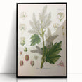 Vintage Botanical Illustration of Rheum officinale Art Print