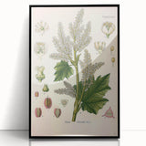 Vintage Botanical Illustration of Rheum officinale Art Print