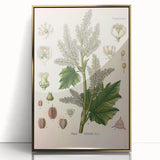 Vintage Botanical Illustration of Rheum officinale Art Print