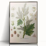 Vintage Botanical Illustration of Rheum officinale Art Print