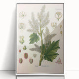 Vintage Botanical Illustration of Rheum officinale Art Print
