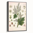 Vintage Botanical Illustration of Rheum officinale Art Print