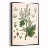 Vintage Botanical Illustration of Rheum officinale Art Print