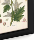 Vintage Botanical Illustration of Rheum officinale Art Print